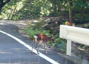 島旅☆屋久島①　