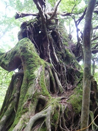 島旅☆屋久島①　