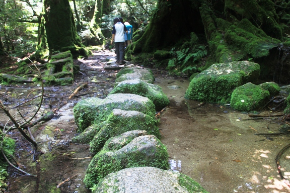 やくしま・２０１０・夏（２日目：山遊び・太鼓岩）