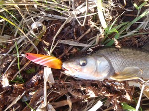 夢追い…　湿原釣行
