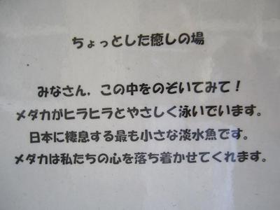 メダカの学校のメダカ