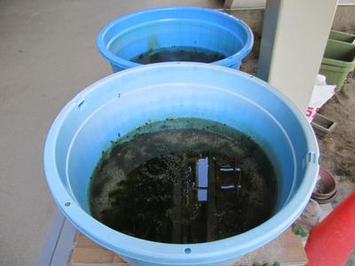 メダカの学校のメダカ