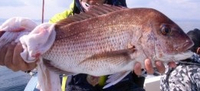 真鯛75cm