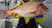 鯛多ニック 2013/09/15 22:01:51
