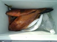 連荘でし。