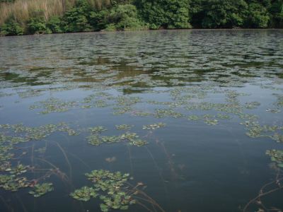 菱藻の池に浮かぶ