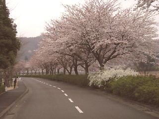 田代桜3/30現在