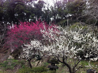 梅を見に、鎌倉天園