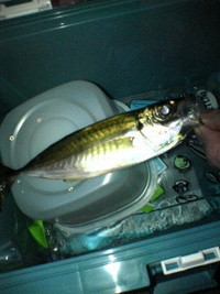 アジをルアーで釣る