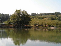 矢木羽湖(後沢貯水池)