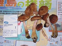 キノコシーズンイン 2007/09/13 22:37:57
