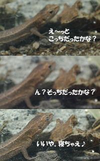 かなへび