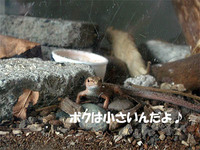 かなへび