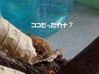かなへび