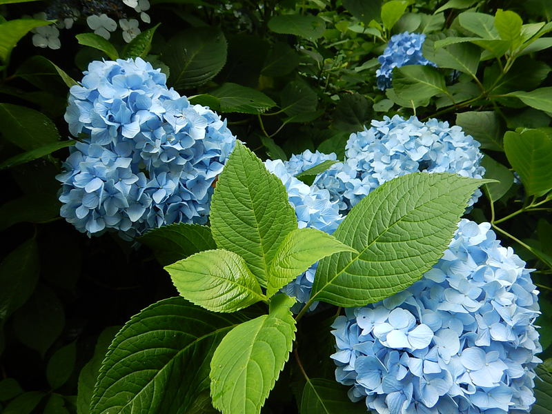 雨やし、あじさい園へ行ってきたし