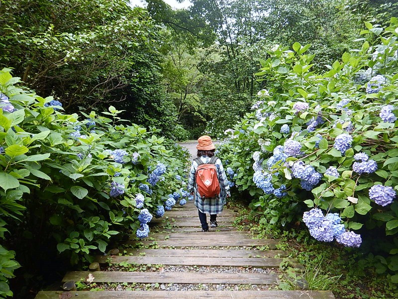 雨やし、あじさい園へ行ってきたし