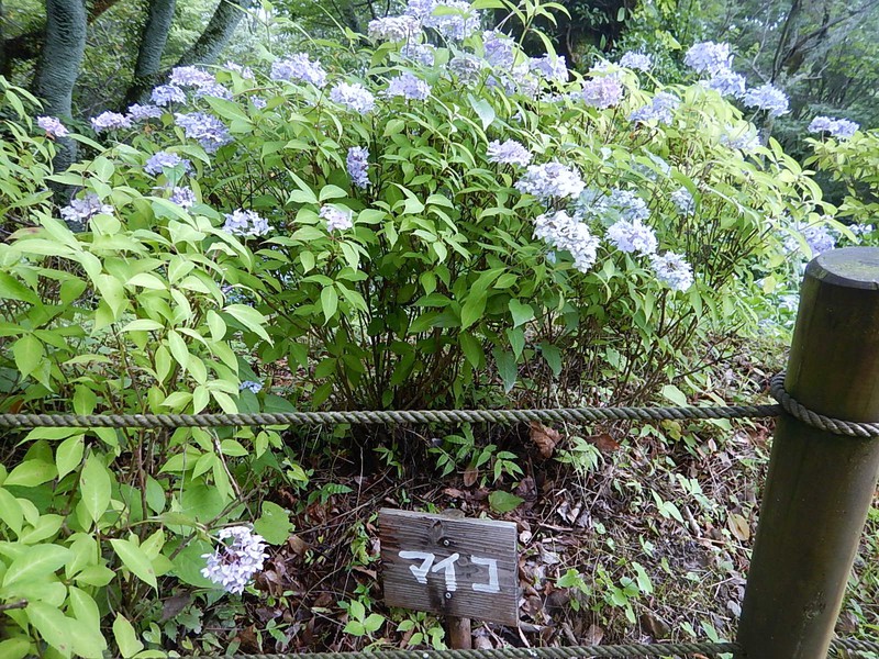 雨やし、あじさい園へ行ってきたし