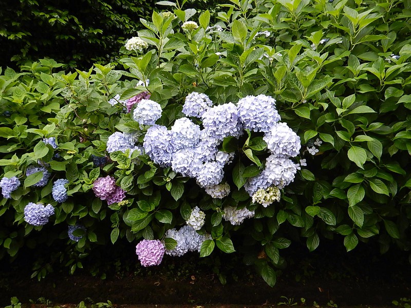 雨やし、あじさい園へ行ってきたし