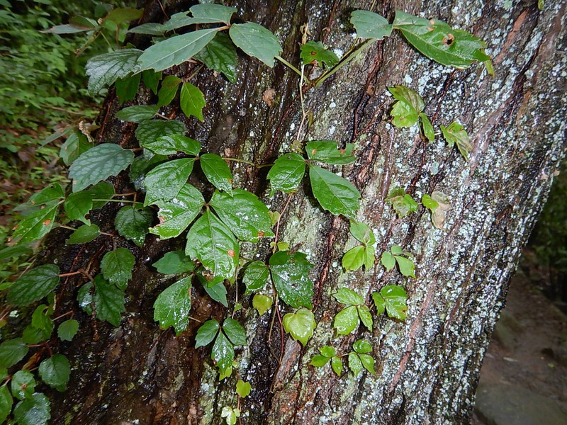 雨やし、あじさい園へ行ってきたし