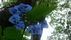 雨やし、あじさい園へ行ってきたし