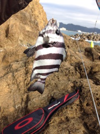 投げ釣りにハマる・・＾∀＾