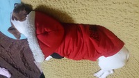 高級な服？