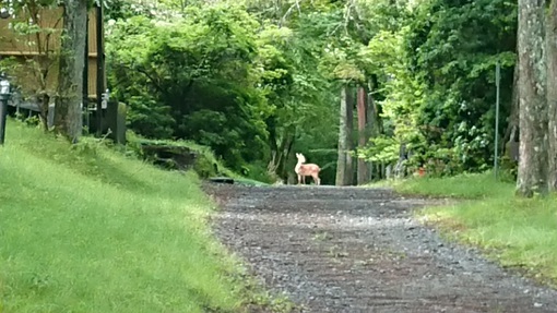 やっぱり雨の山中湖・・・③