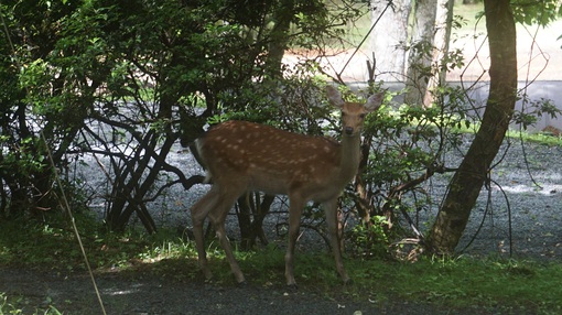 やっぱり雨の山中湖・・・③