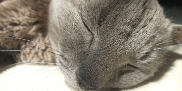 猫好きなのか？