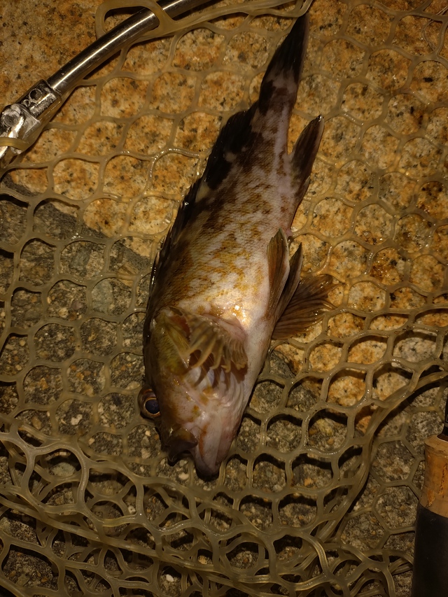 この釣りで他が混ざらないのは珍しい