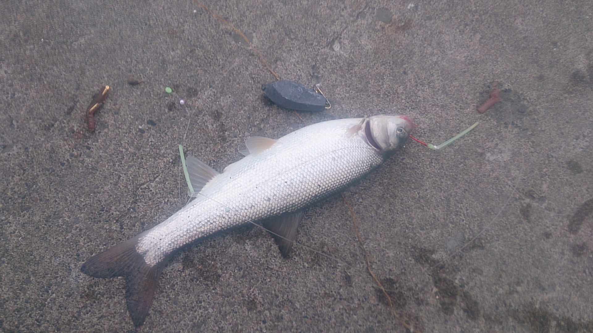 コマイ釣り