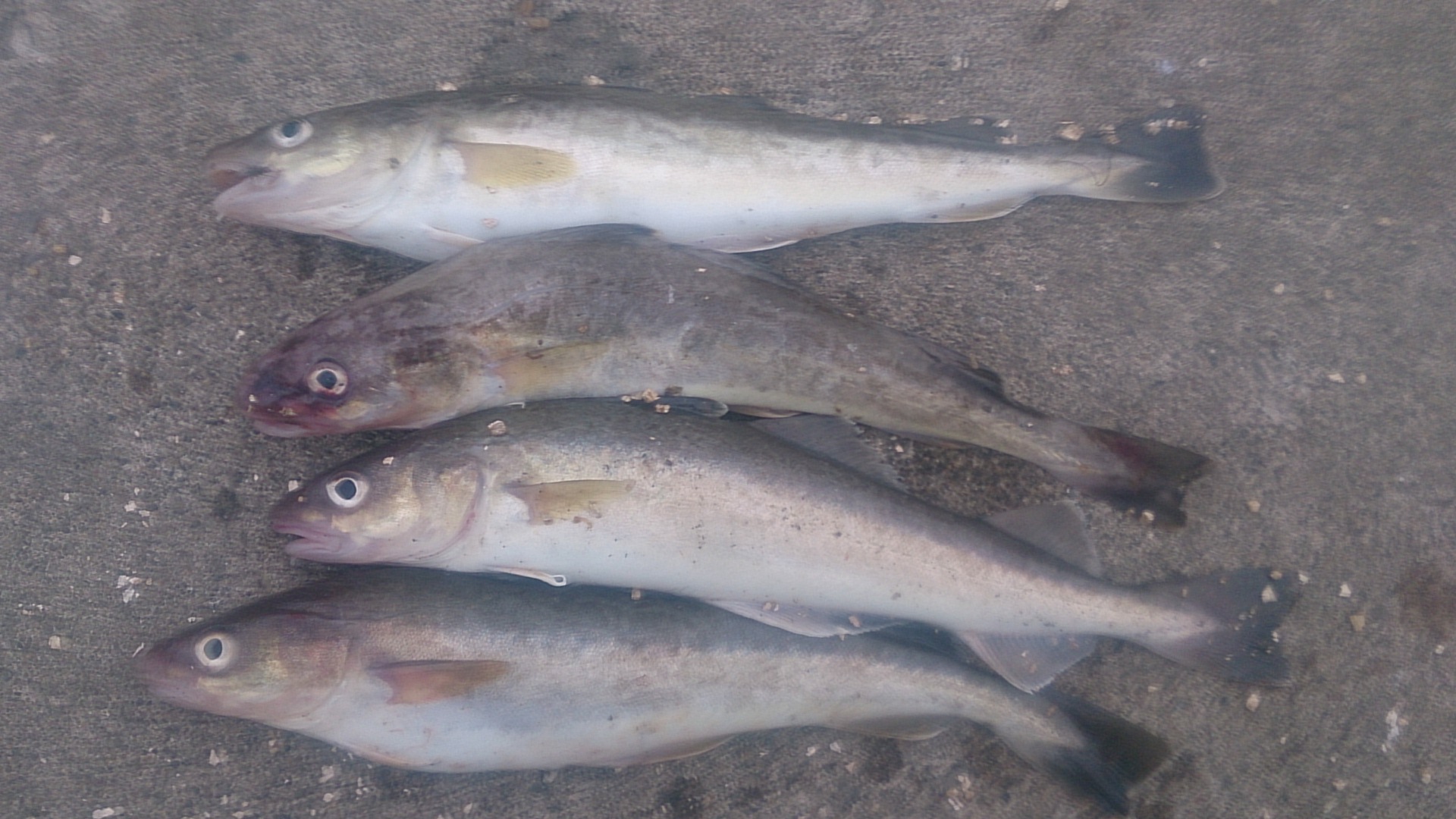 コマイ釣り