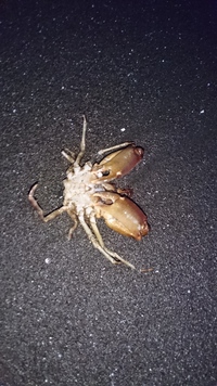 やつらがやって来た。
