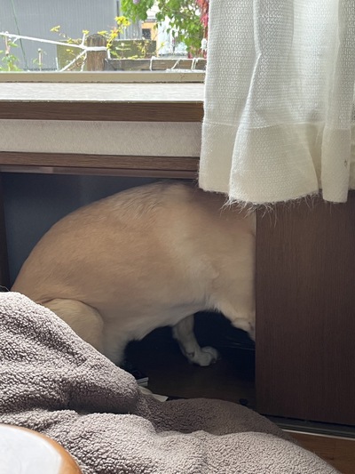 シトゥンペカムイ