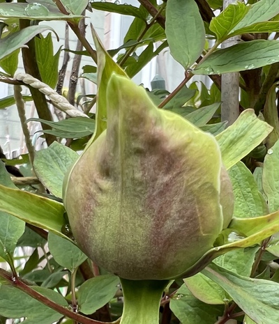 熱砂