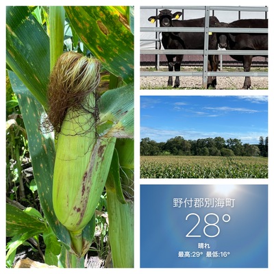 9月7日の記事