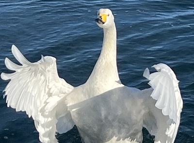 冬鳥