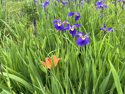 6月25日の記事