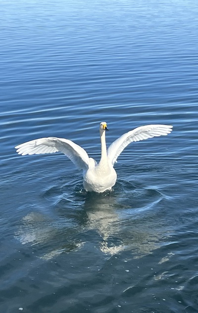 冬鳥