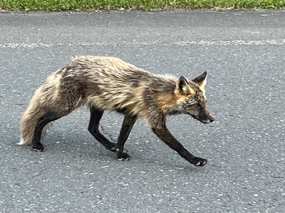 キツネ