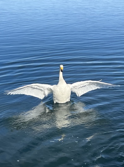 冬鳥