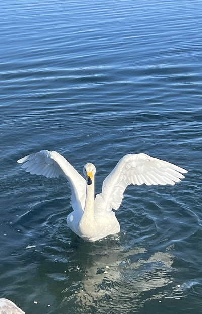 冬鳥