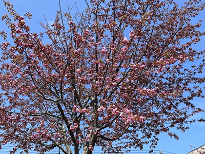 5月12日の記事