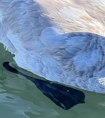 冬鳥