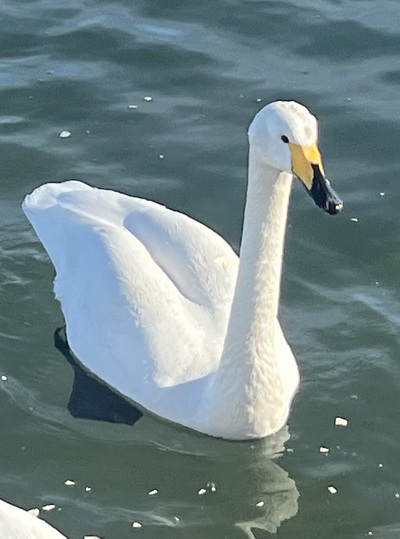 冬鳥