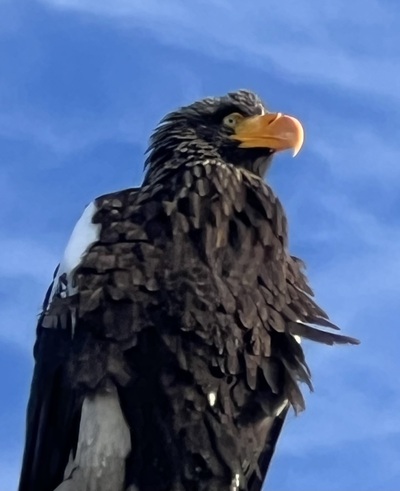 冬鳥