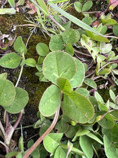 熱砂