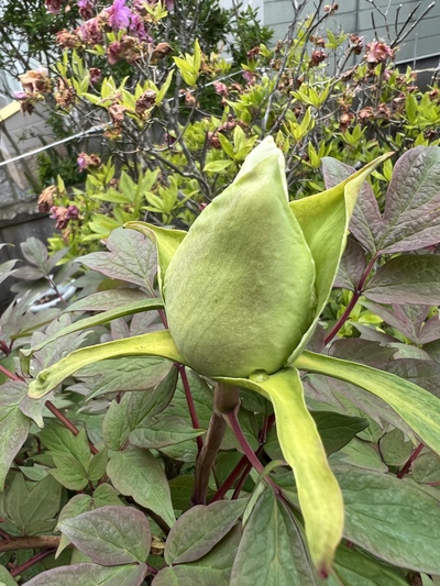 熱砂