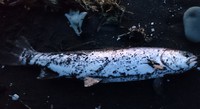 やつらがやって来た。