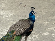 釧路動物園